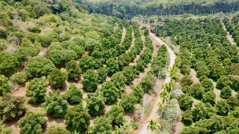 ที่ดินขลุง จันทบุรี, จันทบุรี, ตกพรม, ขลุง, จันทบุรี, 157,848 ตร.ม., ที่ดิน ขาย, โดย The Best Property เมญ่า, 500345595 - DDproperty.com