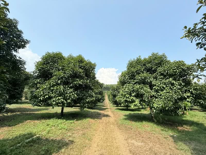 ที่ดินขลุง จันทบุรี, Chanthaburi, Tok Phrom, Khlung, Chanthaburi, , 157,848 sqm, Land For Sale, by The Best Property เมญ่า, 500345595 - DDproperty.com