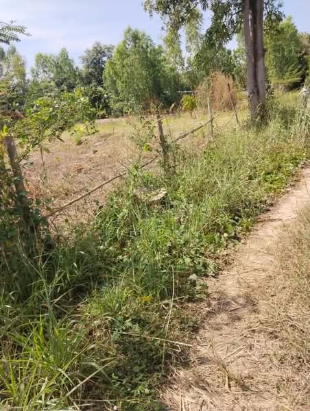 ที่ดินวังทอง พิษณุโลก, Phitsanulok, Tha Mun Ram, Wang Thong, Phitsanulok, , 8,152 sqm, Land For Sale, by The Best Property โอ, 500345621 - DDproperty.com