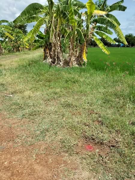 ขาย ที่ดินเปล่า ต.หนองเพรางาย อ.ไทรน้อย จ.นนทบุรี, Nonthaburi, Nong Prao Ngai, Sai Noi, Nonthaburi, , 464 sqm, Land For Sale, by รชตวัน บุญประสิทธิ์, 500347311 - DDproperty.com