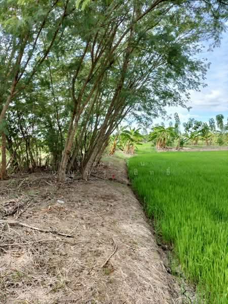 ขาย ที่ดินเปล่า ต.หนองเพรางาย อ.ไทรน้อย จ.นนทบุรี, Nonthaburi, Nong Prao Ngai, Sai Noi, Nonthaburi, , 464 sqm, Land For Sale, by รชตวัน บุญประสิทธิ์, 500347311 - DDproperty.com