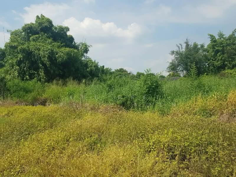 ที่ดินหนองรี ชลบุรี, Chon Buri (Pattaya), Nong Ri, Muang Chon Buri, Chon Buri (Pattaya), , 800 sqm, Land For Sale, by The Best Property Agent นุ้ย, 500347369 - DDproperty.com