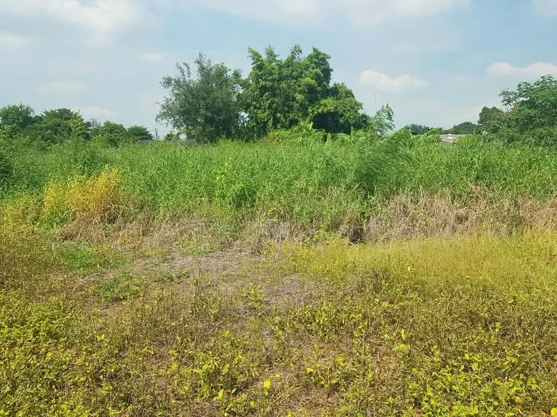 ที่ดินหนองรี ชลบุรี, Chon Buri (Pattaya), Nong Ri, Muang Chon Buri, Chon Buri (Pattaya), , 800 sqm, Land For Sale, by The Best Property Agent นุ้ย, 500347369 - DDproperty.com