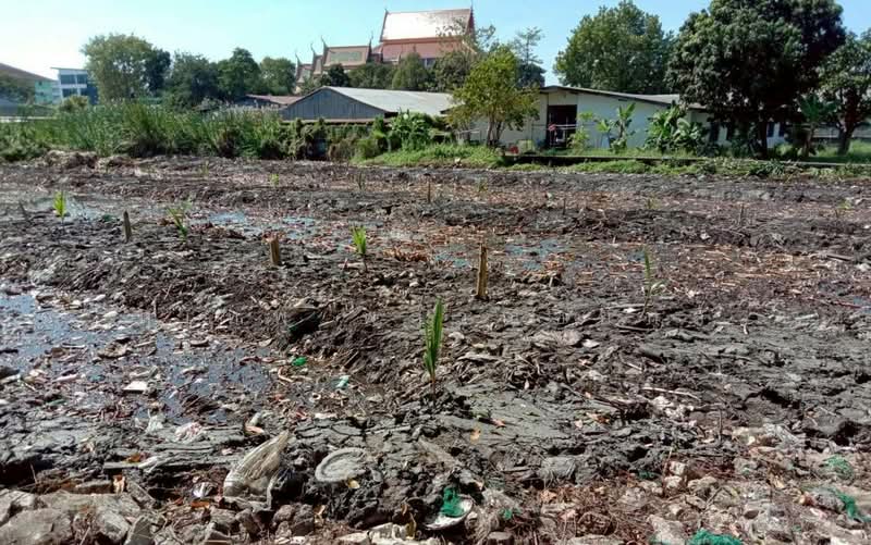 Purple Zoned Industrial Land for Sale 383.9 Sq.Wah, Phra Pradaeng,Near Suksawat Expressway & Industr, Samut Prakan, Bang Chak, Phra Pra Daeng, Samut Prakan, , 1,536 sqm, Land For Sale, by สุเทพ พสุวณิชย์กุล, 500348368 - DDproperty.com