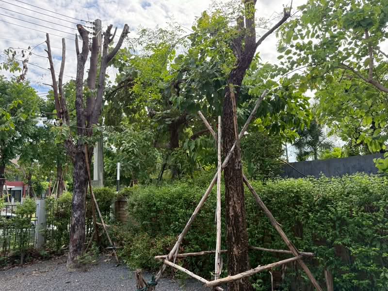 Burasiri Rangsit : บุราสิริ รังสิต, ปทุมธานี, ถนน รังสิต-ปทุมธานี, สวนพริกไทย, เมืองปทุมธานี, ปทุมธานี, 222 ตร.ม., บ้านเดี่ยว ขาย, โดย มาดามเม้ง, 500348909 - DDproperty.com