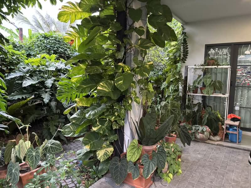Britania Mega Town Bangna, Samut Prakan, Buanakarin Road, Bang Kaeo, Bang Plee, Samut Prakan, 3 Bedrooms, 160 sqm, Townhouse For Sale, by คุณลี, 500349956 - DDproperty.com