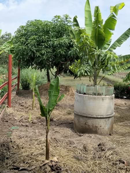 พระนครศรีอยุธยา, Phra Nakhon Si Ayutthaya, Wat Taku, Bang Ban, Phra Nakhon Si Ayutthaya, 5 Bedrooms, 204 sqm, Single Detached House For Sale, by Chutikan Sukphiromsanti, 500350249 - DDproperty.com
