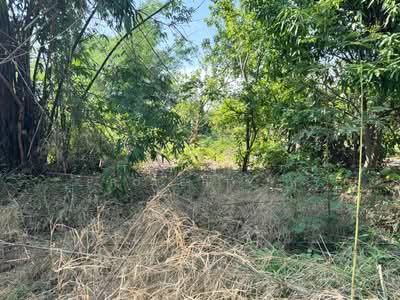 ขาย - ที่ดินแปลงยาว ฉะเชิงเทรา, ฉะเชิงเทรา