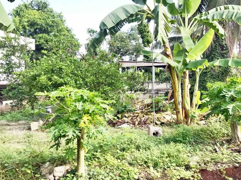 ที่ดินบางคนที สมุทรสงคราม, Samut Songkhram, Bang Krabu, Bang Khon Ti, Samut Songkhram, , 660 sqm, Land For Sale, by The Best Property อ้อ, 500350977 - DDproperty.com