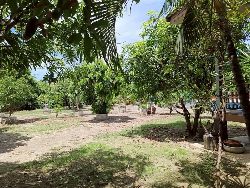บ้านเดี่ยว 1ชั้น + ที่ดิน 466 ตร.ว. ใกล้โรงพยาบาลส่งเสริมสุขภาพดอนรวก, Nakhon Pathom, ถนน4002, Don Ruak, Don Tum, Nakhon Pathom, 4 Bedrooms, 300 sqm, Single Detached House For Sale, by คุณ พันธ์ทิพย์ จุสมใจ (ทิพย์), 500353036 - DDproperty.com