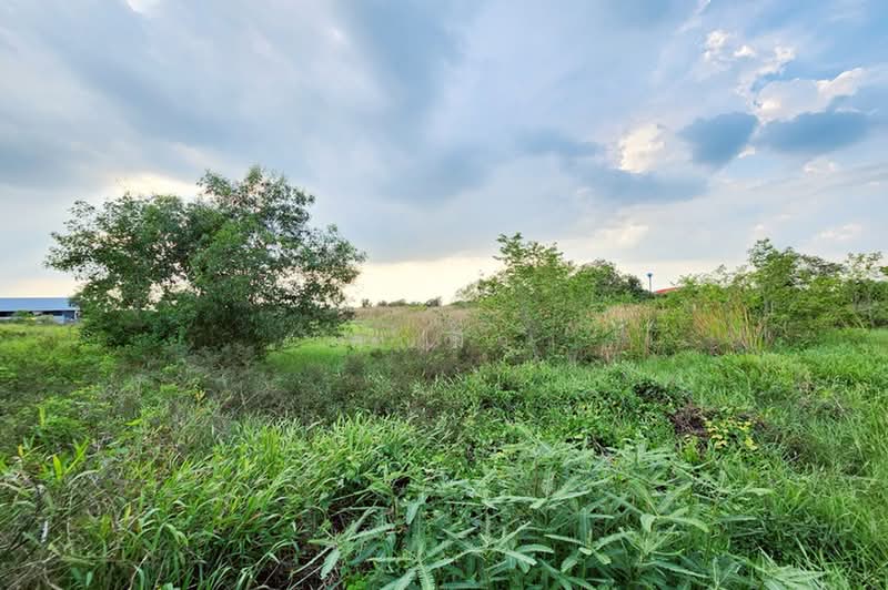 ซอยคลองสี่ตะวันตก, ปทุมธานี, คลองสี่, คลองหลวง, ปทุมธานี, 4,304 ตร.ม., ที่ดิน ขาย, โดย คุณมิว, 500353141 - DDproperty.com