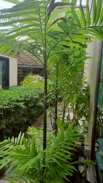 Moobaan Chollada Suvarnabhumi, Samut Prakan, Sri Waree Noi Road, Srisa Chorakhe Noi, Bang Sao Thong, Samut Prakan, 4 Bedrooms, 394 sqm, Single Detached House For Sale, by Sataporn Jalao, 500354194 - DDproperty.com