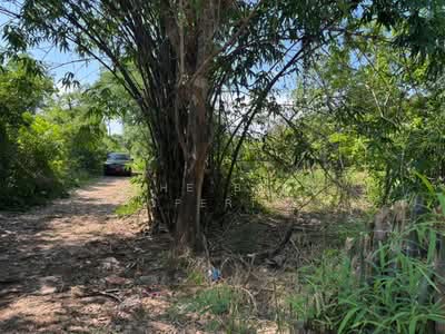 ขาย - ที่ดินแปลงยาว ฉะเชิงเทรา, ฉะเชิงเทรา