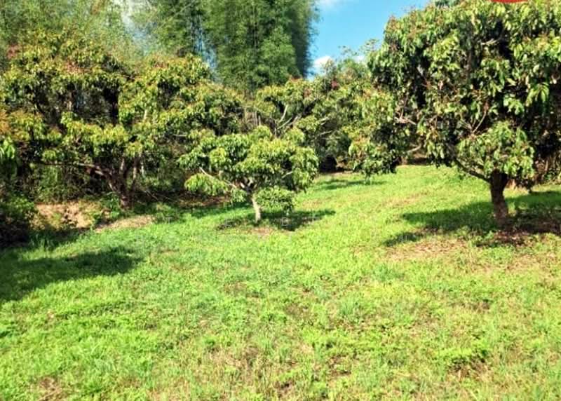 ที่ดินเทิง เชียงราย, Chiang Rai, Wiang, Thoeng, Chiang Rai, , 4,800 sqm, Land For Sale, by The Best Property ไนล์, 500354554 - DDproperty.com