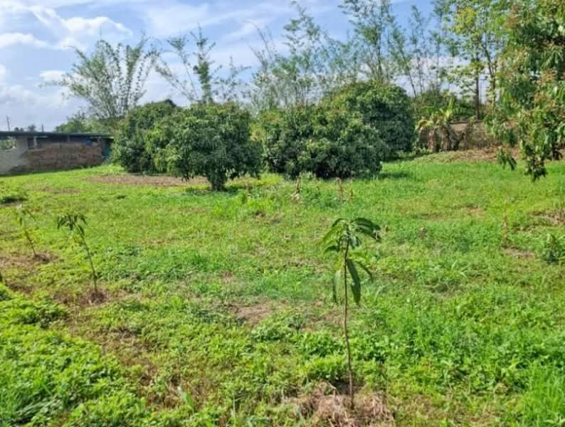 ที่ดินเทิง เชียงราย, Chiang Rai, Wiang, Thoeng, Chiang Rai, , 4,800 sqm, Land For Sale, by The Best Property ไนล์, 500354554 - DDproperty.com