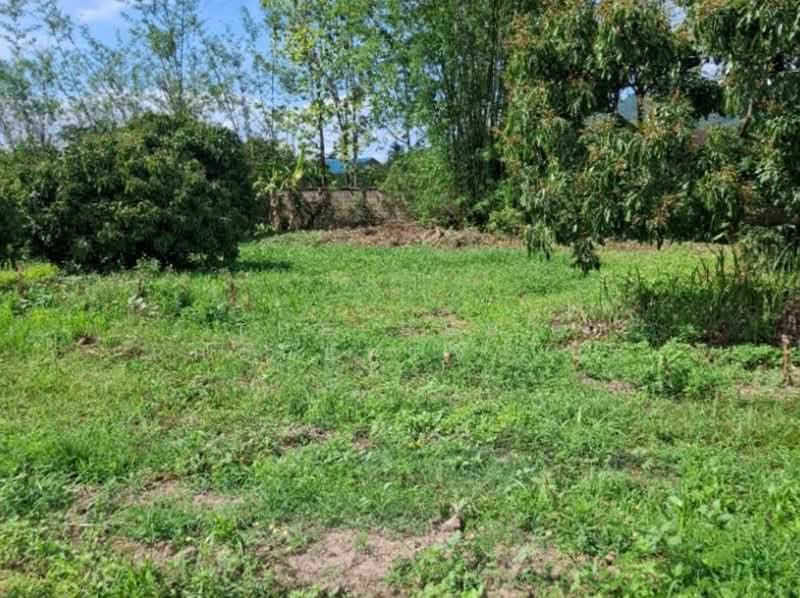 ที่ดินเทิง เชียงราย, Chiang Rai, Wiang, Thoeng, Chiang Rai, , 4,800 sqm, Land For Sale, by The Best Property ไนล์, 500354554 - DDproperty.com
