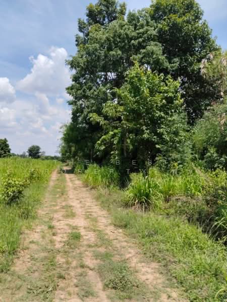 ที่ดินบ้านไผ่ ขอนแก่น, Khon Kaen, Nai Muang, Ban Phai, Khon Kaen, , 21,632 sqm, Land For Sale, by The Best Property พร, 500354652 - DDproperty.com