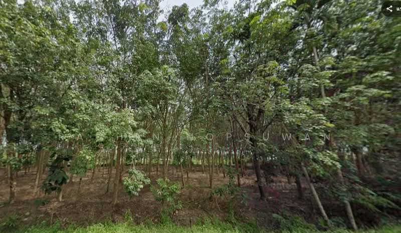 Cheap sale! 92 rai rubber plantation (red Garuda title deed) in Tambon Prik, Sadao District, Songkhla, Prik, Sadao, Songkhla, , 147,200 sqm, Land For Sale, by Rachen Nopsuwan, 500354783 - DDproperty.com