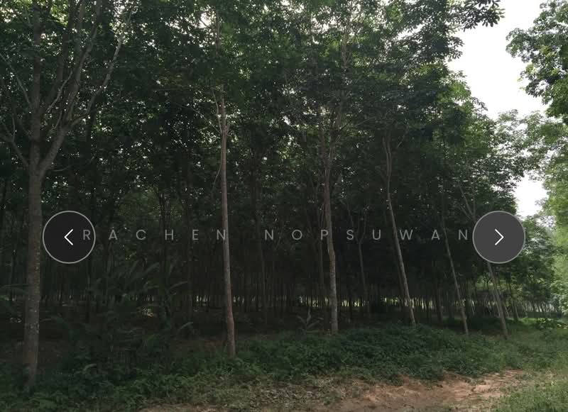 Cheap sale! 92 rai rubber plantation (red Garuda title deed) in Tambon Prik, Sadao District, Songkhla, Prik, Sadao, Songkhla, , 147,200 sqm, Land For Sale, by Rachen Nopsuwan, 500354783 - DDproperty.com