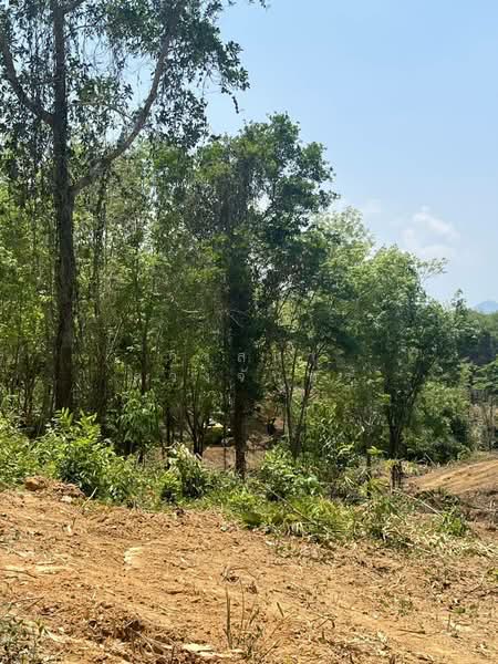 Prime Land for Sale in Layan Phuket 8 Rai Near Bang Tao Beach Ideal for Pool Villas, Phuket, Choeng Thale, Thalang, Phuket, , 12,800 sqm, Land For Sale, by วาสนา ดวงจันทร์, 500355089 - DDproperty.com