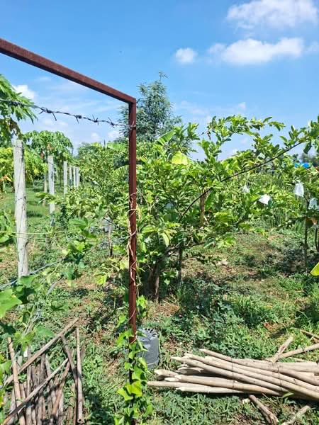 ที่ดินตลิ่งชัน กรุงเทพมหานคร, Bangkok, Taling Chan, Bangkok, , 400 sqm, Land For Sale, by The Best Property พิมพ์, 500355305 - DDproperty.com