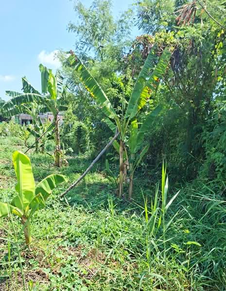 ที่ดินตลิ่งชัน กรุงเทพมหานคร, Bangkok, Taling Chan, Bangkok, , 400 sqm, Land For Sale, by The Best Property พิมพ์, 500355305 - DDproperty.com