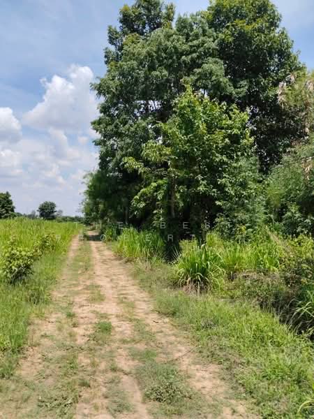 ที่ดินบ้านไผ่ ขอนแก่น, Khon Kaen, Nai Muang, Ban Phai, Khon Kaen, , 12,964 sqm, Land For Sale, by The Best Property Agent พร, 500355329 - DDproperty.com