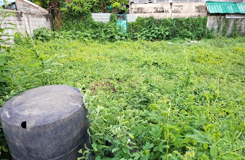 ที่ดินบางพลี สมุทรปราการ, Samut Prakan, Bang Kaeo, Bang Plee, Samut Prakan, , 240 sqm, Land For Sale, by The Best Property Agent น้อย, 500355698 - DDproperty.com