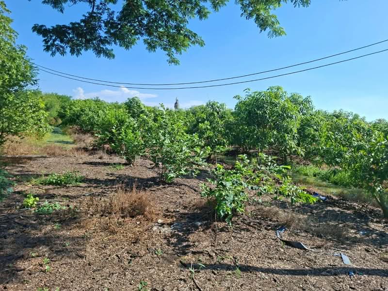 ที่ดินเดิมบางนางบวช สุพรรณบุรี, Suphan Buri, Khao Din, Doembang Nangbuat, Suphan Buri, , 12,092 sqm, Land For Sale, by The Best Property พิมพ์, 500355787 - DDproperty.com