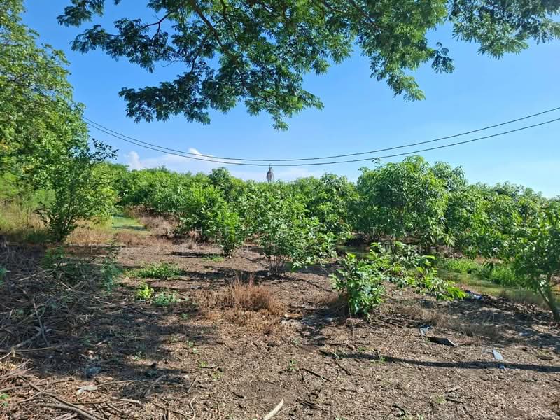 ที่ดินเดิมบางนางบวช สุพรรณบุรี, Suphan Buri, Khao Din, Doembang Nangbuat, Suphan Buri, , 12,092 sqm, Land For Sale, by The Best Property พิมพ์, 500355787 - DDproperty.com