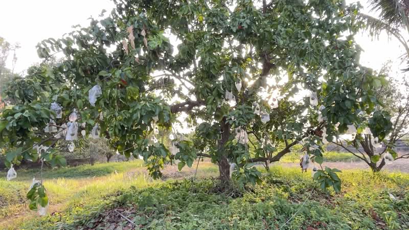 รีสอร์ทพร้อมสวนผลไม้ 2 ไร่ บ้านพริก บ้านนา นครนายก มีบ้านรีสอร์ท 5 หลัง, Nakhon Nayok, Ban Phrik, Ban Na, Nakhon Nayok, 5 Bedrooms, 100 sqm, Single Detached House For Sale, by ภัษกาญ บัวป้อม, 500356307 - DDproperty.com