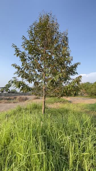 รีสอร์ทพร้อมสวนผลไม้ 2 ไร่ บ้านพริก บ้านนา นครนายก มีบ้านรีสอร์ท 5 หลัง, Nakhon Nayok, Ban Phrik, Ban Na, Nakhon Nayok, 5 Bedrooms, 100 sqm, Single Detached House For Sale, by ภัษกาญ บัวป้อม, 500356307 - DDproperty.com