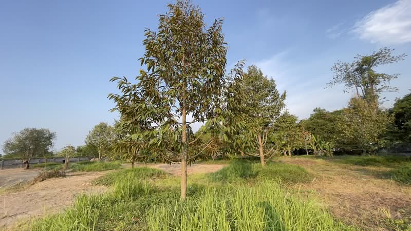รีสอร์ทพร้อมสวนผลไม้ 2 ไร่ บ้านพริก บ้านนา นครนายก มีบ้านรีสอร์ท 5 หลัง, Nakhon Nayok, Ban Phrik, Ban Na, Nakhon Nayok, 5 Bedrooms, 100 sqm, Single Detached House For Sale, by ภัษกาญ บัวป้อม, 500356307 - DDproperty.com