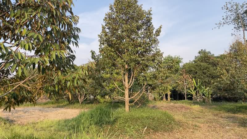 รีสอร์ทพร้อมสวนผลไม้ 2 ไร่ บ้านพริก บ้านนา นครนายก มีบ้านรีสอร์ท 5 หลัง, นครนายก, บ้านพริก, บ้านนา, นครนายก, 100 ตร.ม., บ้านเดี่ยว ขาย, โดย ภัษกาญ บัวป้อม, 500356307 - DDproperty.com