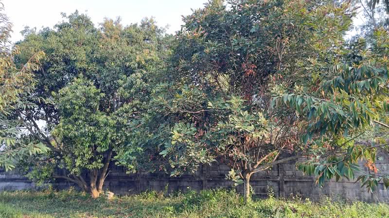 รีสอร์ทพร้อมสวนผลไม้ 2 ไร่ บ้านพริก บ้านนา นครนายก มีบ้านรีสอร์ท 5 หลัง, Nakhon Nayok, Ban Phrik, Ban Na, Nakhon Nayok, 5 Bedrooms, 100 sqm, Single Detached House For Sale, by ภัษกาญ บัวป้อม, 500356307 - DDproperty.com