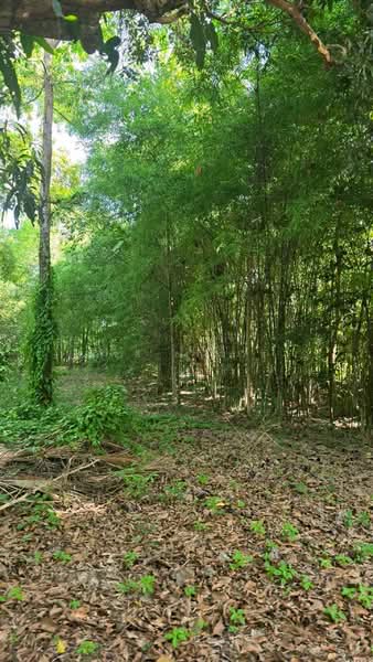 ตะเคียนเตี้ย, Chon Buri (Pattaya), Ta Khian Tia, Bang Lamung (Pattaya), Chon Buri (Pattaya), , 17,968 sqm, Land For Sale, by ภัชลี ลภณวิช, 500356310 - DDproperty.com