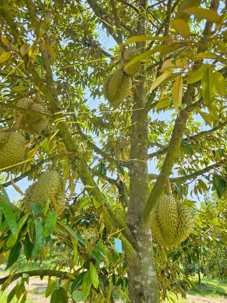 ที่ดินจ.ระยอง, Rayong, Krasae Bon, Klaeng, Rayong, , 32,000 sqm, Land For Sale, by Chanuthsinin Pothichaya, 500356660 - DDproperty.com