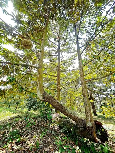 ที่ดินจ.ระยอง, Rayong, Krasae Bon, Klaeng, Rayong, , 32,000 sqm, Land For Sale, by Chanuthsinin Pothichaya, 500356660 - DDproperty.com