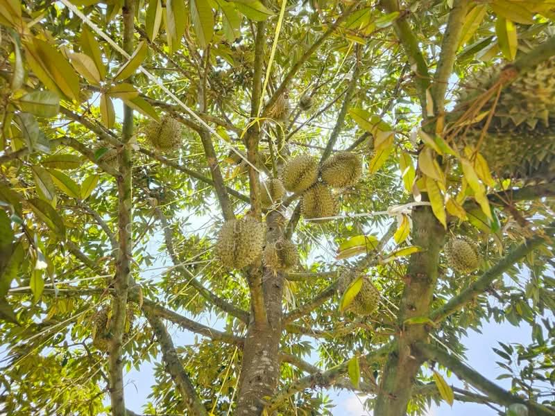 ที่ดินจ.ระยอง, Rayong, Krasae Bon, Klaeng, Rayong, , 32,000 sqm, Land For Sale, by Chanuthsinin Pothichaya, 500356660 - DDproperty.com