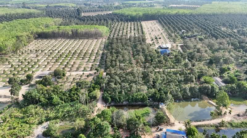 ที่ดินจ.ระยอง, Rayong, Krasae Bon, Klaeng, Rayong, , 32,000 sqm, Land For Sale, by Chanuthsinin Pothichaya, 500356660 - DDproperty.com