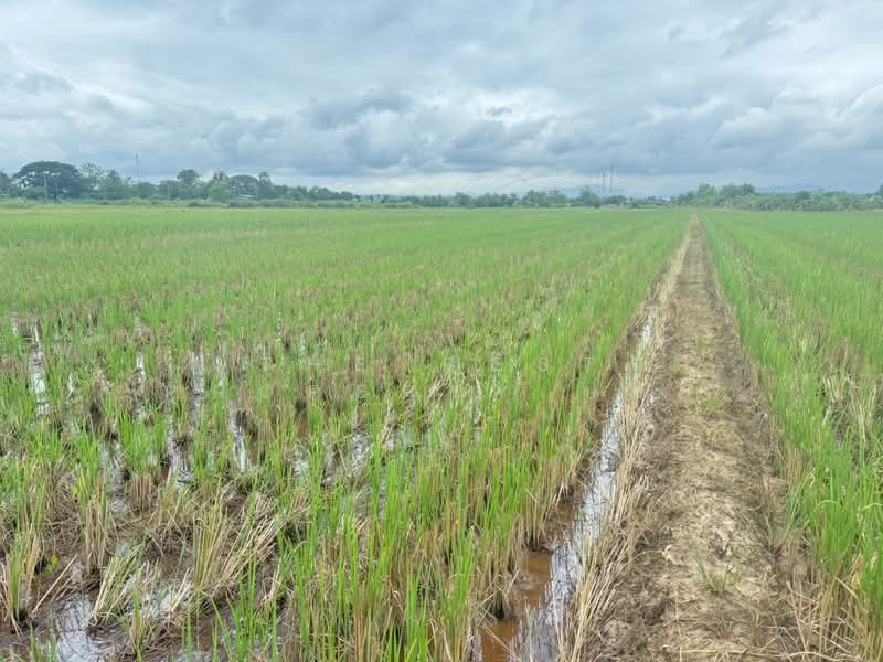 ที่ดินแม่แตง เชียงใหม่, Chiang Mai, Cho Lae, Mae Taeng, Chiang Mai, , 6,600 sqm, Land For Sale, by The Best Property บอย, 500357397 - DDproperty.com