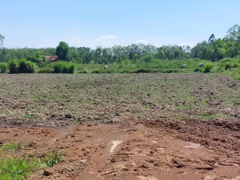 ที่ดินรัตนวาปี หนองคาย, หนองคาย, บ้านต้อน, รัตนวาปี, หนองคาย, 6,780 ตร.ม., ที่ดิน ขาย, โดย The Best Property เป้า, 500357633 - DDproperty.com