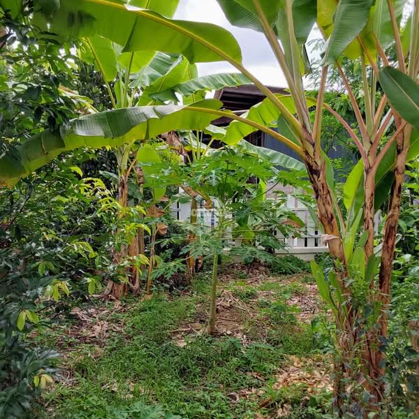 บ้านเดี่ยวชั้นเดียว บ้านเนินยาง คลองปูน แกลง, ระยอง, คลองปูน, แกลง, ระยอง, 116 ตร.ม., บ้านเดี่ยว ขาย, โดย วิทยา ไชยศักดิ์, 500357663 - DDproperty.com