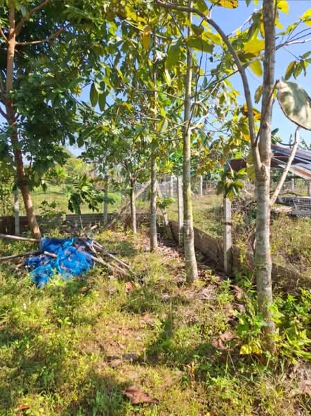 ที่ดินสันทราย เชียงราย, Chiang Rai, Sun Sai, Muang Chiang Rai, Chiang Rai, , 1,156 sqm, Land For Sale, by The Best Property Agent ไนล์, 500357817 - DDproperty.com