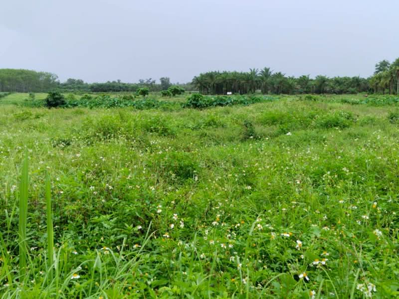ที่ดินทุ่งคา ชุมพร, Chumphon, Thung Kha, Muang Chumphon, Chumphon, , 16,096 sqm, Land For Sale, by The Best Property รัก, 500357882 - DDproperty.com