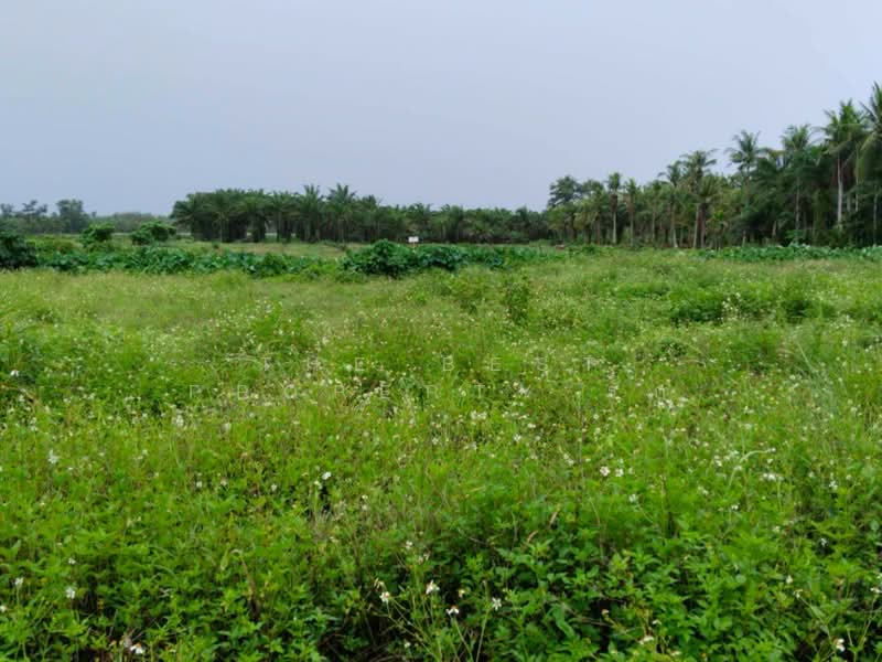 ที่ดินทุ่งคา ชุมพร, Chumphon, Thung Kha, Muang Chumphon, Chumphon, , 16,096 sqm, Land For Sale, by The Best Property รัก, 500357882 - DDproperty.com