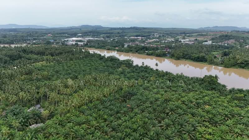 สวนปาล์มติดแม่น้ำตาปี 10 ไร่ พร้อมบ้านพักคนงาน คลองน้อย, Surat Thani, Khlong Noi, Muang Surat Thani, Surat Thani, , 16,632 sqm, Land For Sale, by ERA Thailand, 500358237 - DDproperty.com