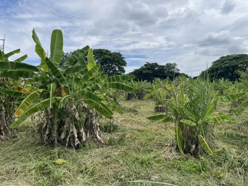 ไม่พบโครงการ, Chiang Mai, -, Chang Phuak, Muang Chiang Mai, Chiang Mai, , 25,352 sqm, Land For Sale, by Panuwat Jinanan, 500358311 - DDproperty.com