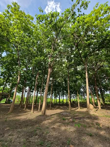 เมืองนครปฐม, Nakhon Pathom, Ban Yang, Muang Nakhon Pathom, Nakhon Pathom, , 89,312 sqm, Land For Sale, by Nipawan Thurasuk, 500358687 - DDproperty.com