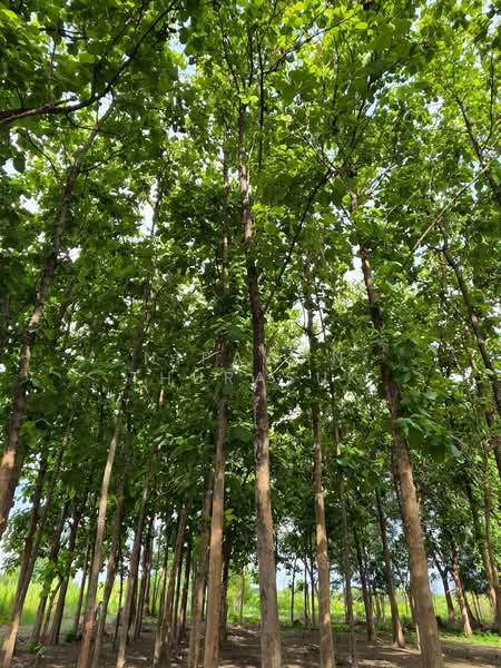 เมืองนครปฐม, นครปฐม, บ้านยาง, เมืองนครปฐม, นครปฐม, 89,312 ตร.ม., ที่ดิน ขาย, โดย Nipawan Thurasuk, 500358687 - DDproperty.com